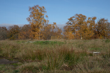 Platières de la forêt départementale des Grands Avaux en automne