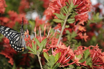 Fototapeta na wymiar Swallowtail butterfly On Red flower