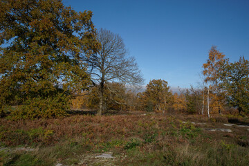 Obraz premium Platières de la forêt départementale des Grands Avaux en automne