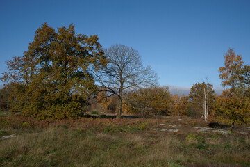 Obraz premium Platières de la forêt départementale des Grands Avaux en automne