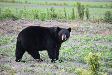 North Carolina black bear in Alligator River Wildlife Refuge