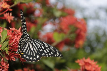 Swallowtail butterfly On Red flower