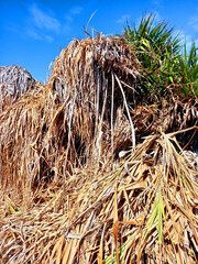 Background of dry leaves of palm trees under tropical blue sky. Full frame of caribbean leaf...