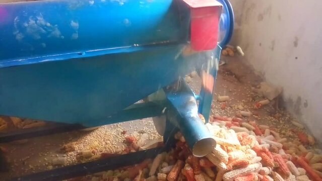 Maize cobs being removed from maize sheller machine footage. Continuous process. Thresher. Output by product. Video clip.