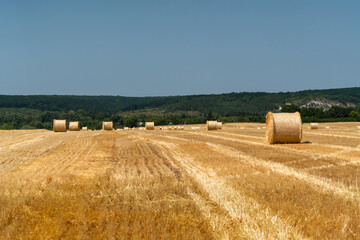 Hay bales in the field