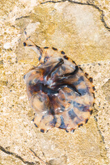 Croatia, sunset view, seaside on Istria