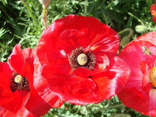 Red Poppy Flowers with a Bee and Wheat Fields on the Background.