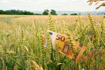 Close up of a fifty euro banknote in a ripe wheat field