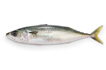 mackerel isolated on white background - obrazy, fototapety, plakaty