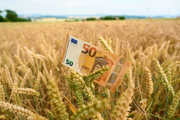 Close up of a fifty euro bill sticking out of a ripe wheat field