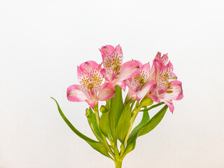 Lily flowers bouquet on white background.