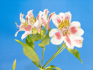 Lily flowers bouquet on white background.