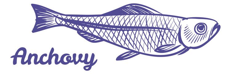 Anchovy engraving. Sea food sketch. Marine animal