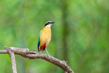 Indian Pitta click at Vansda National Park Gujarat. India. 