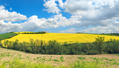 Beautiful countryside landscape, yellow field