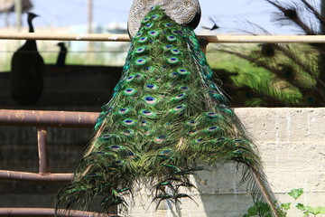 Peacock lives in a zoo in Israel