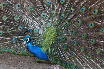 Peacock lives in a zoo in Israel