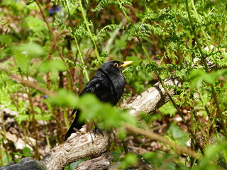 Beautiful attentive blackbird, this one living in the 