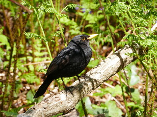 Beautiful attentive blackbird, this one living in the 