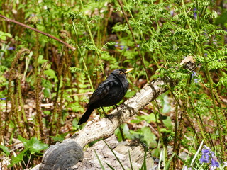 Beautiful attentive blackbird, this one living in the 