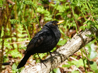 Beautiful attentive blackbird, this one living in the 
