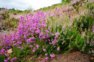 Obraz premium Purple heather in the middle of heathland