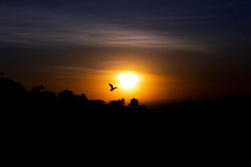 Fototapeta na wymiar Amazing sunset with a bird