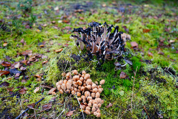 Close up of mushrooms growing in the undergrowth 