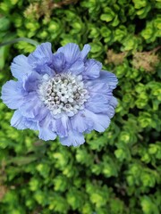 Scabiosa mariposa in the garden. Beautiful very peri flower on green background with copy space.