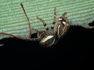 Little brown jumping spider on the leaf