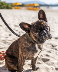 french bulldog puppy at the beach
