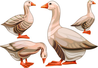 Set of hand drawn geese The breed of Buff grey back goose