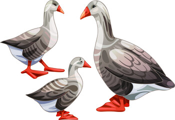 Set of hand drawn geese The breed of Piligrim goose