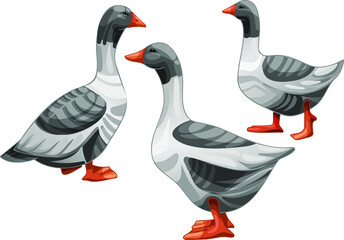 Set of hand drawn geese The breed of Pomeranian goose