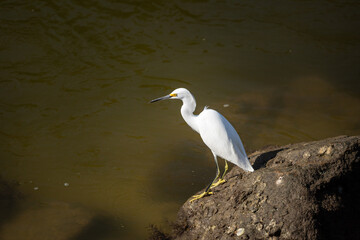 great white heron
