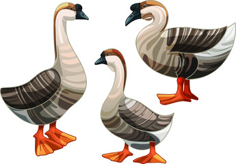 Set of hand drawn geese The breed of African Goose