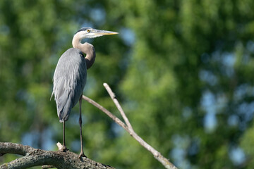 Perched great blue heron on a tree branch