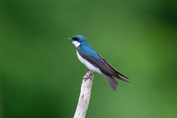 Tree swallow perched on a branch against a blue sky