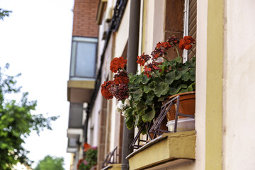 Fototapeta na wymiar Flower pots on a balcony