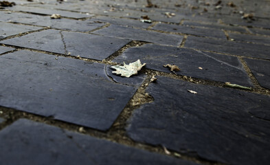 Dry leaves on slate floor