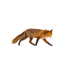 Red fox hunting isolated on white