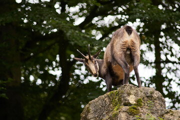 Alpine chamois (Rupicapra rupicapra) portait on stone
