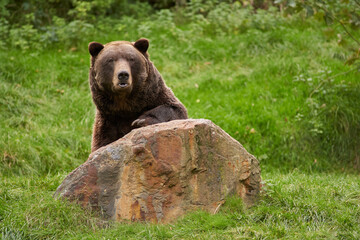 Brown bear bored on a stone portrait