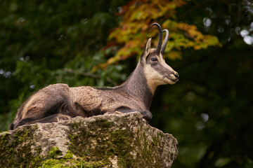 Alpine chamois (Rupicapra rupicapra) portait on stone
