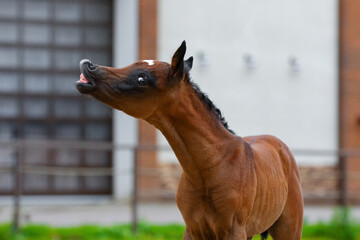 Young pretty arabian horse foal on summer background, portrait closeup, Flehmen response