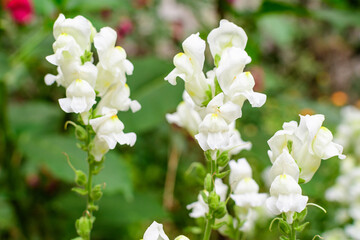 Many white dragon flowers or snapdragons or Antirrhinum in a sunny spring garden, beautiful outdoor floral background photographed with soft focus.