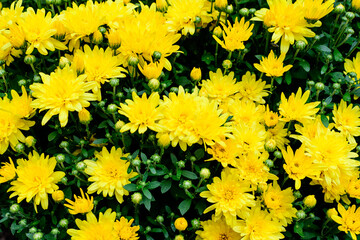 Close up of many vivid yellow Chrysanthemum x morifolium flowers in a garden in a sunny autumn day, view from above.