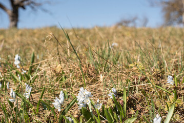 the white flowers of lebanon squills in springtime