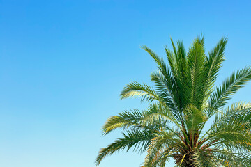 Fototapeta na wymiar Palm leaves on the right side of the frame in the plain clear sky blue background with copy space, creative summer design, template. Frame from date palms trees branch with lush green leaves