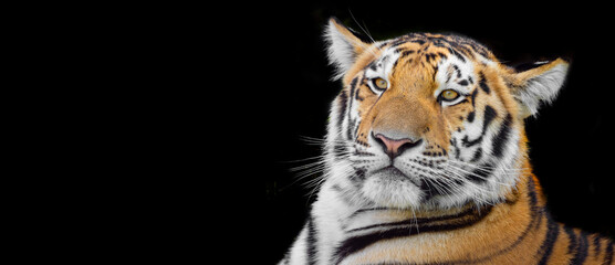 Front view of tiger isolated on black background